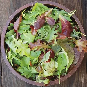 TomorrowSeeds - Mesclun Mix Lettuce Seeds -  Spring Mix Salad Greens Arugula Mizuna Tatsoi Russian Kale Garden Vegetable Seed 2024 Season