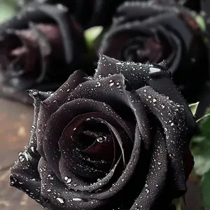 Elegant Dark Rose Seeds – Unique, Mysterious Blooms for Your Garden