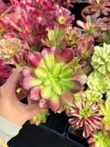 Aeonium Blushing Wind - Vibrant Red and Green Succulent Plant for Indoor and Outdoor Gardens
