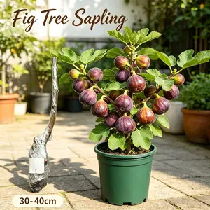 Live Fig Tree Sapling Easy Grow Indoor Outdoor Fruit Plant