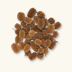 Natural Casuarina Cones (25g) by Betta Botanicals for Aquariums & Vivariums