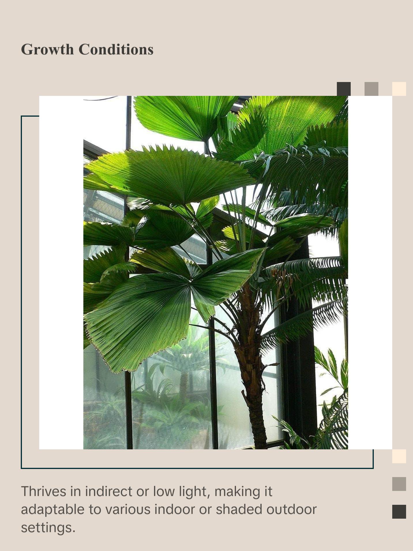 Vanuatu Fan Palm - Ruffled Fan Palm - Live Plant in a 1 Gallon Pot - Licuala Grandis - Extremely Rare Ornamental Palms of Florida