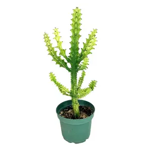 Euphorbia mayurnathanii 'Variegata'
