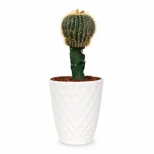 CAC002  Echinocactus Grusonii Live Cactus 5 Inch Pot | Golden Barrel Cactus for Indoor & Outdoor Decor