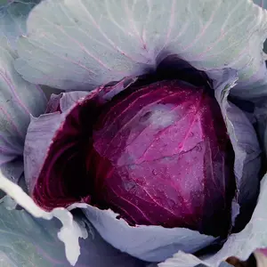 Red Cabbage Seeds - Organic, Heirloom, Open Pollinated, Non GMO - Grow Indoors, Outdoors, In Pots, Grow Beds, Soil, Hydroponics & Aquaponics