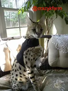 Custom Kitty Holster Serval Harness (Made in USA)