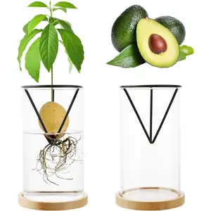 Avocado Tree Growing Kit 2 count Avocado Growing Vase Seed Starter Wooden Base Avocado Glass  Pot for Gardening Enthusiasts