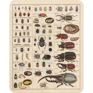 Vintage Insect Collection Poster, 1 Count Insect Species Chart, Wall Decor for Home Garden Classroom, Garden Decoration Supplies