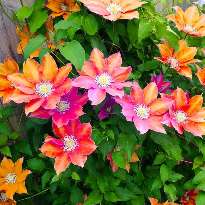 Clematis Seeds Non-GMO – Easy-to-Grow Climbing Clematis Seeds, Fragrant Colorful Flowers, Balcony & Garden Ornamental Vine, Beginner-Friendly