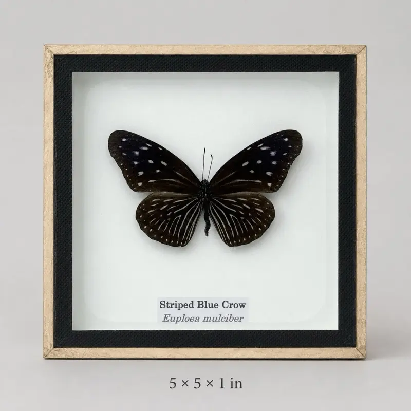 Framed Real Female Euploea mulciber - Striped Blue Crow Butterfly, 5x5 in