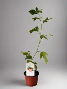 Semi-Dwarf Edible Passion Fruit Patio Vine - Perfect for Home Garden and Containers - Zones 9 to 11 - Non-GMO, Compact Size, Self-Pollinating, Organic Fruiting Vine for Container Gardening - Plant