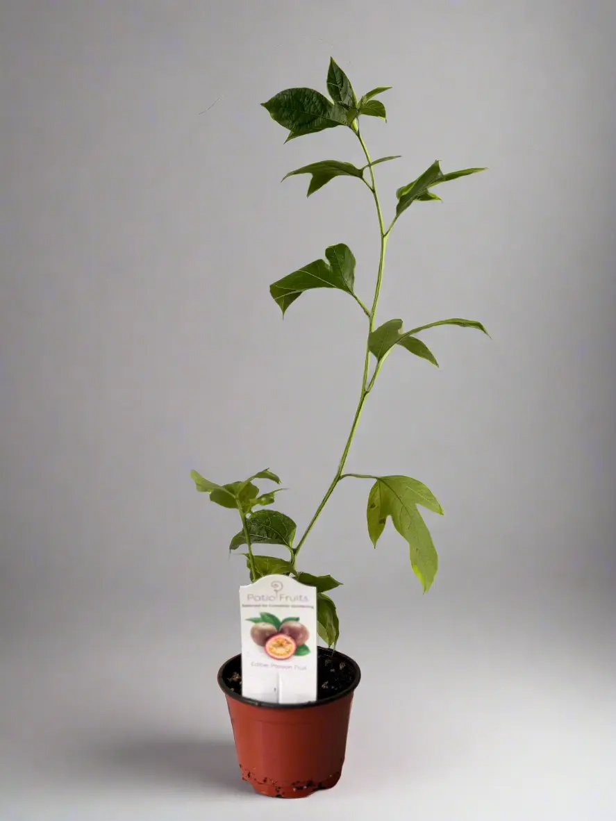 Semi-Dwarf Edible Passion Fruit Patio Vine - Perfect for Home Garden and Containers - Zones 9 to 11 - Non-GMO, Compact Size, Self-Pollinating, Organic Fruiting Vine for Container Gardening - Plant, Patio Fruits