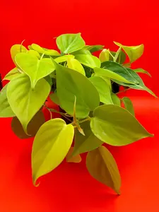Philodendron Lemon Lime | 6 Inch Pot | House Plant | Live Plant | Decoration