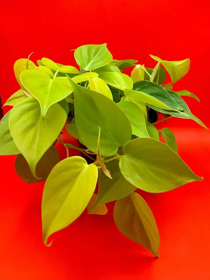 neon pothos vs lemon lime philodendron - TikTok Shop