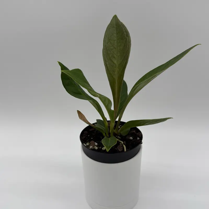 Anthurium ‘Cobra’ – 4” Pot Rare Collector’s Plant • New Arrival • Exotic Tropical Foliage