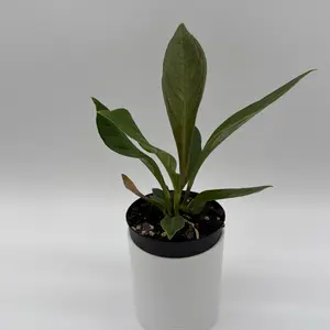 Anthurium ‘Cobra’ – 4” Pot Rare Collector’s Plant • New Arrival • Exotic Tropical Foliage