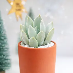 Echeveria 'Machete'