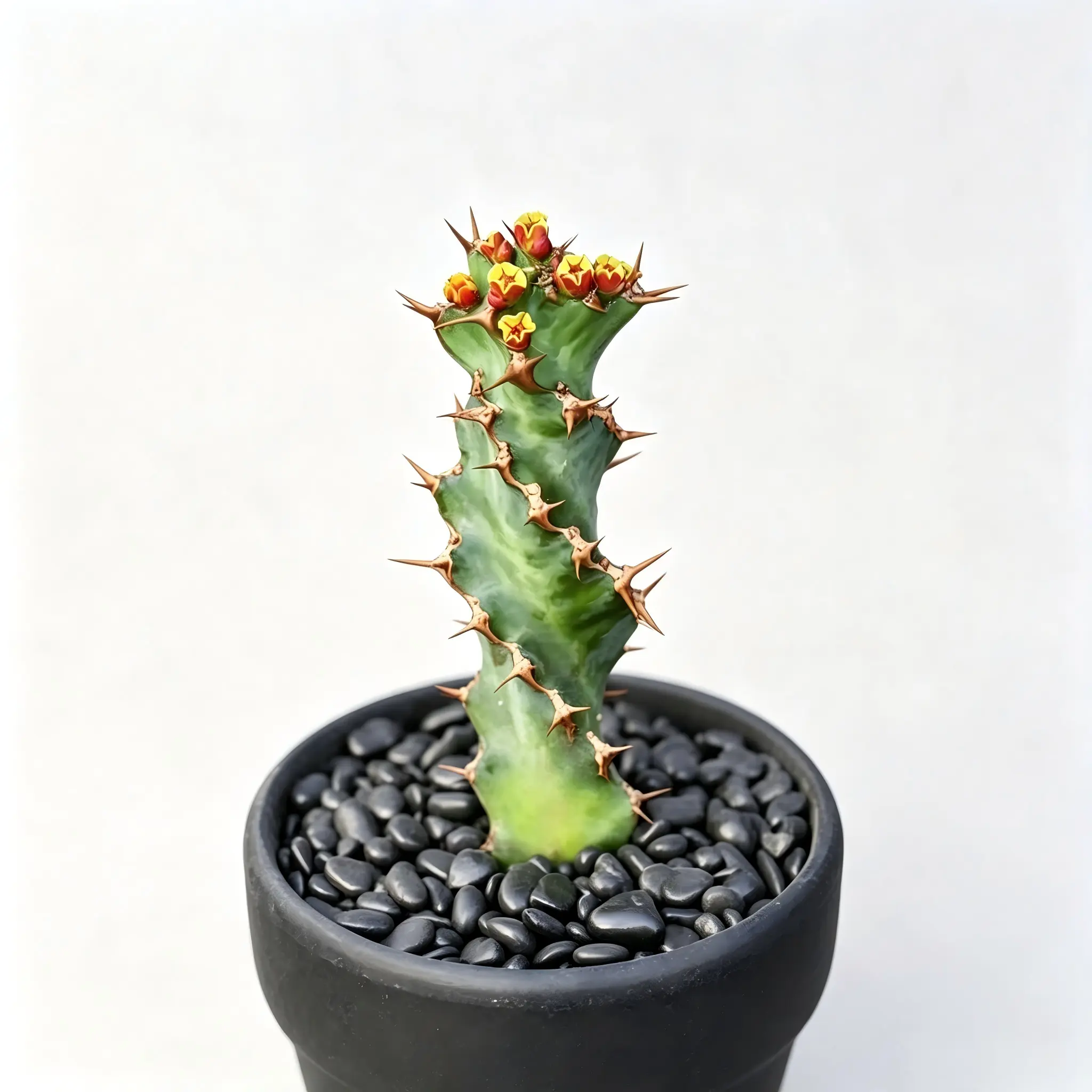 Spiral Euphorbia Tortirama Plant, Unique Rotating Kirin Cactus, Low Maintenance Succulent (Bare Root)