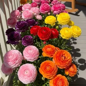 Ranunculus Peony-Inspired Seeds | Vibrant Garden Flowers for Outdoor Beds, Planters & Home Gardens
