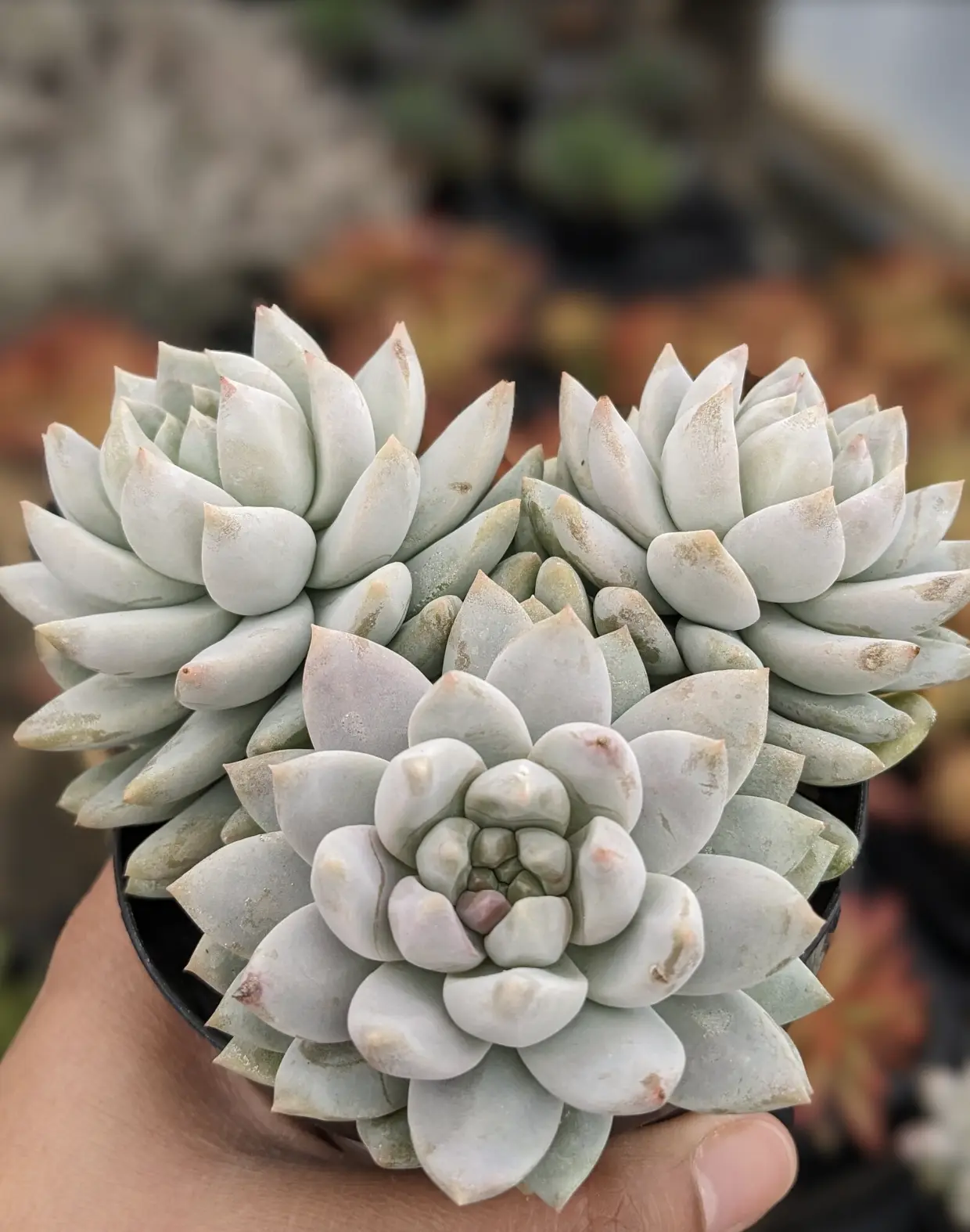 Sedeveria Lilac Mist Succulent, Rosette Purple Plant Gift