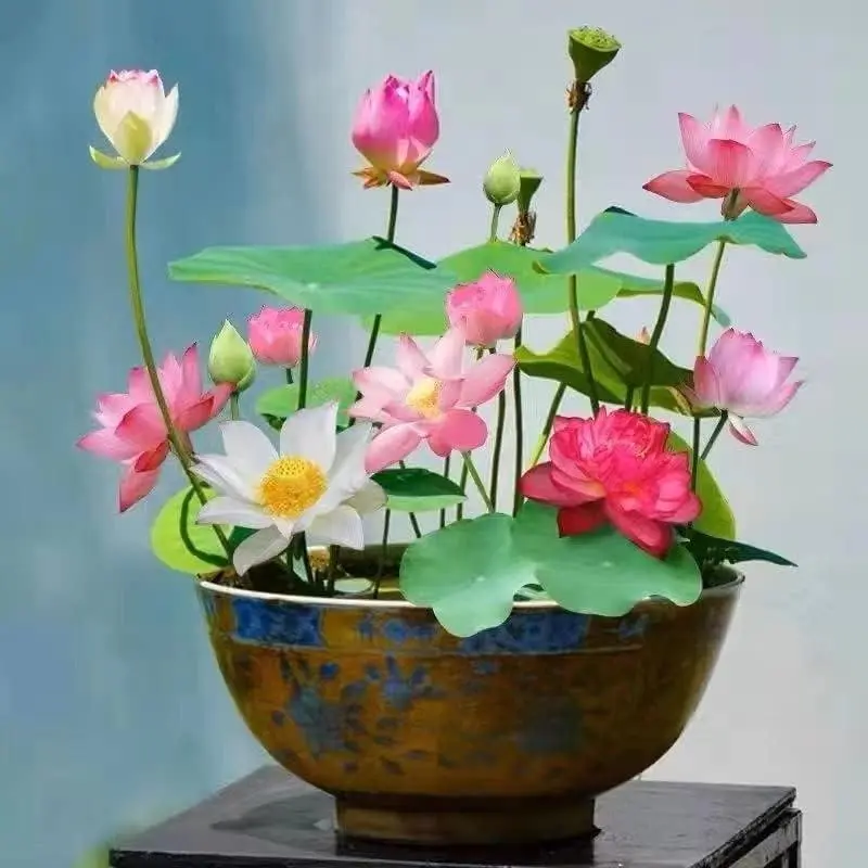 40 Mixed Color Bowl Lotus Seeds Pack - Aquatic Water Lily Seeds for Outdoor Pond & Container Gardens, Ideal for Water Lily Grow in Summer