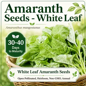 Green Amaranth White Leaf Seeds Open Pollinated Heirloom Non GMO Edible Amaranth for Microgreens 30-40 Day Growth Cycle Nutritious Chinese Spinach