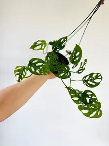 Monstera Adansonii sp. Laniata ‘Double Windows’ - Vining - Rare Aroid - 4" Hanging Basket