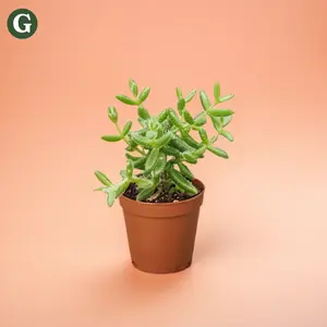 4" Succulent Delosperma Echinatum (Pickle Plant) – Indoor Live Plant, Small,Pet Friendly, Beginner Friendly, Rare Plant, Bright Light, Houseplant, Cactus