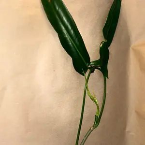 Philodendron Fiddle-Leaf Plant - Simple Description Provided