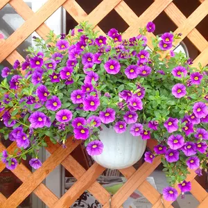 1000 Pcs Mixed Petunia  Flower Seed for Planting Outdoor