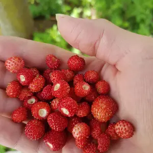 Reugen Alpine Strawberry Seeds (Fragaria vesca) Day-neutral alpine strawberry producing aromatic red fruits; compact plants ideal for containers, borders, and continuous harvests