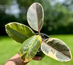 Tineke Rubber Plant in 4" Starter Pot, Variegated Ficus Elastica for Indoor Decoration and Air Purification