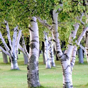 TomorrowSeeds - White Paper Birch Tree Seeds -  Betula Pendula European Flaky Bark Yellow Foliage Weeping Deciduous Tree Seed For 2024 Season