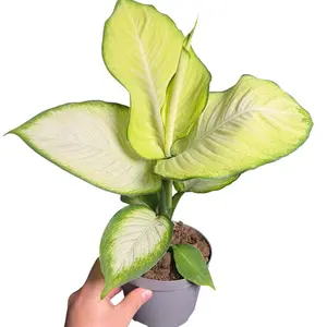 6" Deiffenbachia 'Marianne' (Avocado), Live Houseplant, Indoor Plant