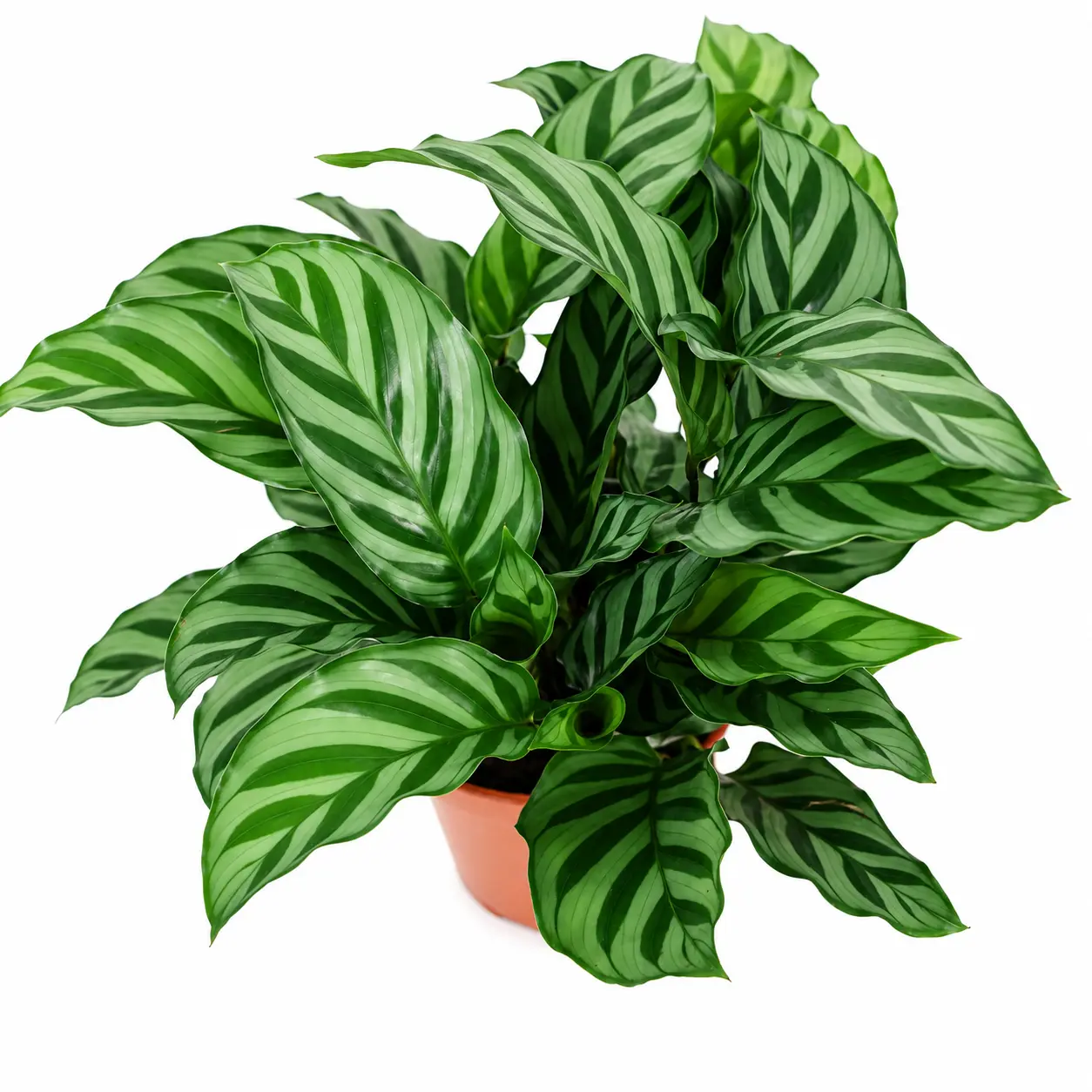 RZ-10  Calathea Freddie Live Plant 4 Inch Pot | Tropical Indoor Prayer Plant Foliage for Home & Office Decor