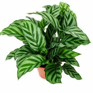 RZ-10  Calathea Freddie Live Plant 4 Inch Pot | Tropical Indoor Prayer Plant Foliage for Home & Office Decor