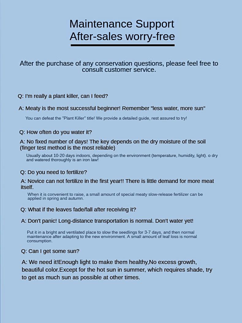 9” Rare Indoor Aeonium new varieties Succulent live Plants Collection For  gift