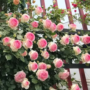 Climbing Rose Seeds for Planting - 200+ Mix Climbing Rose Flowers Seeds Easy Growing Garden Flower Plant Seeds home garden planting seed mixed color flower seed