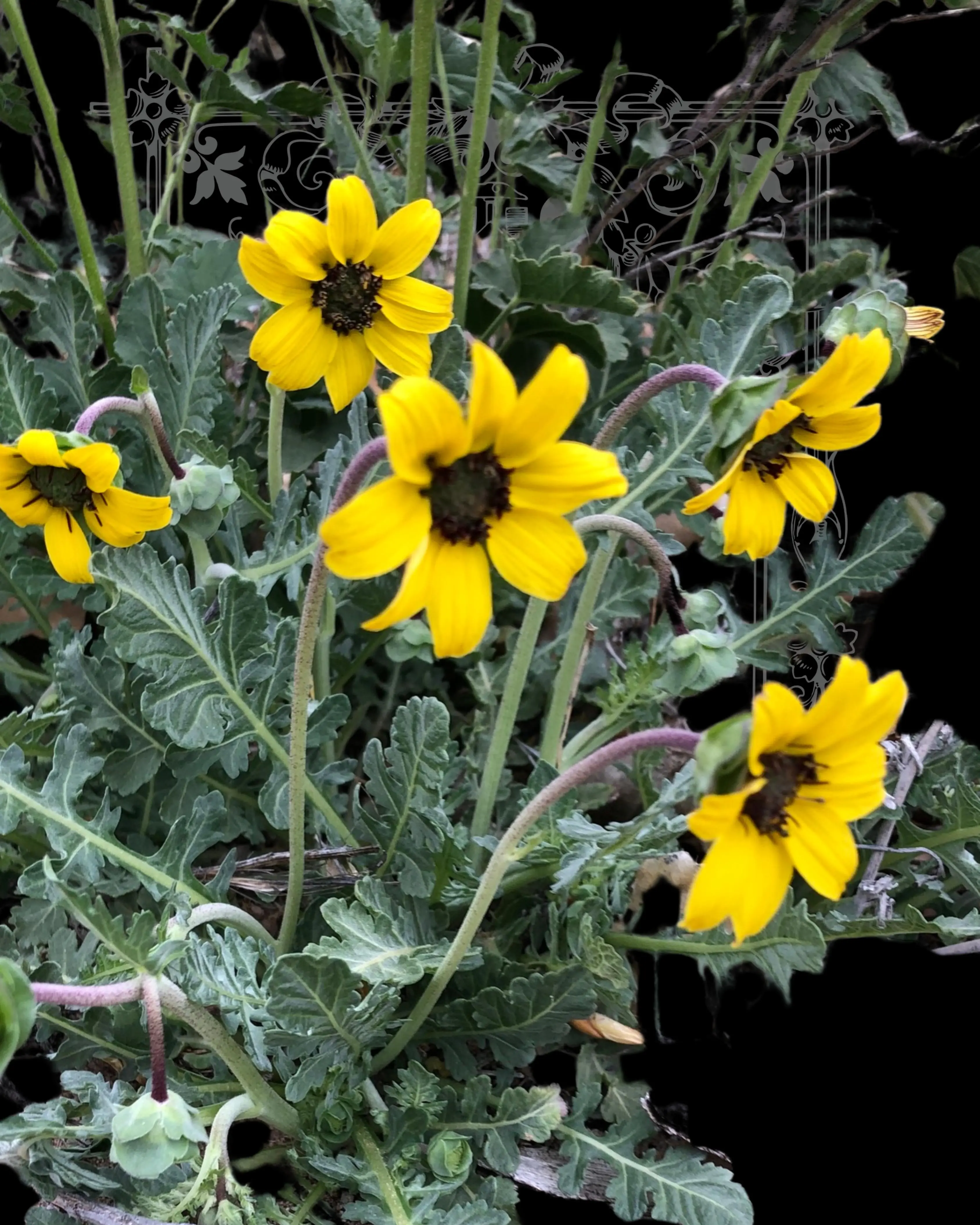 Chocolate Flower Seeds - TikTok Shop