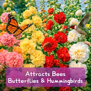 500+ Double Hollyhock Flower Seeds - Large Bulk Pack, Mixed-Color Tall Hollyhock Seeds, Perfect for Fence Lines & Wall Backdrops, Cottage Garden Style, Beginner-Friendly