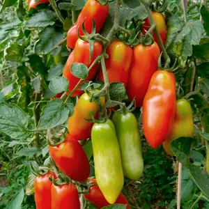 100Pcs San Marzano Tomato Seeds For Planting for Planting