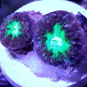 Blasto Wellsi -  WYSIWYG - Live Coral Frag - Blastomussa, Brain Coral