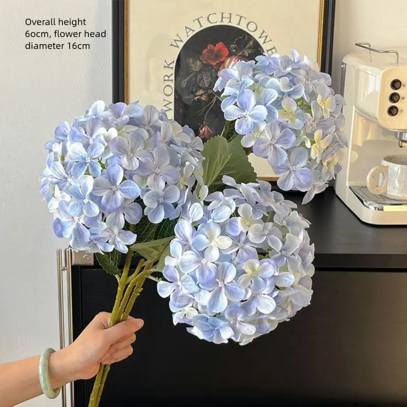 3 light blue Aisha hydrangeas