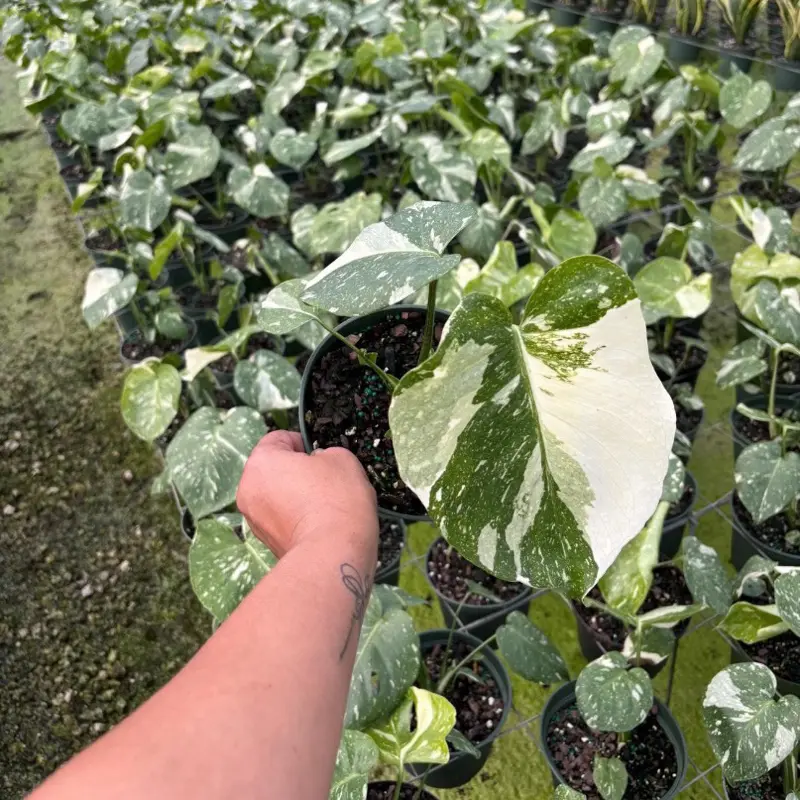 Monstera Thai Constellation 6” pot