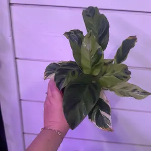 Calathea Plant - yellow allusion  for Indoor Decoration, Perfect for Home and Office Use