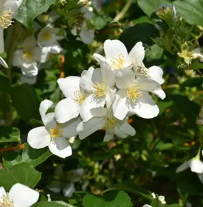 Mock Orange Bush, Philadelphus Shrub Live Plant, Sweet Fragrant Mock Orange Plants Tree Live in Gallon Pot