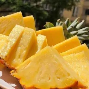 Pineapple seedlings, potted fruit, garden balcony fruit tree, easy to survive and care, drought-resistant, big fruit sweet fruit.