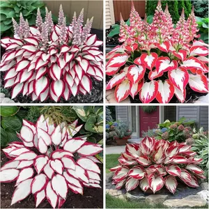 200+ Hosta Seeds Perennial White Red Hosta Seeds for Planting Outdoor Garden Attract Pollinators Perennial Bonsai Decoration