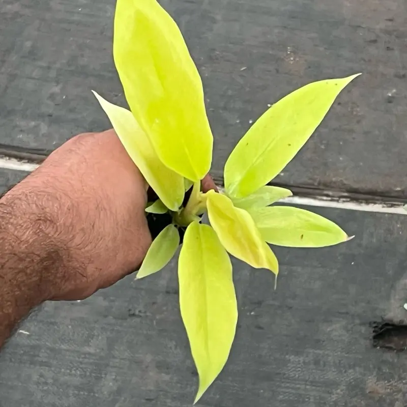 Golden Crocodile Philodendron | Rare Aroid Starter Plant Plug | Growers Choice