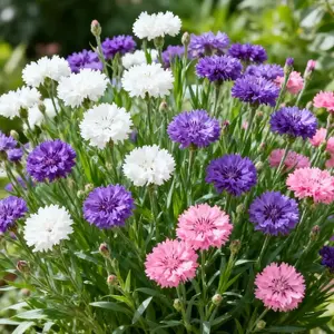 Cornflower Bachelors Button Seeds 100 PCS, Classic Blue Wildflower Seeds for Outdoor Garden, Long Lasting Blooms, Attract Bees and Butterflies, Seeds Only Not Live Plant
